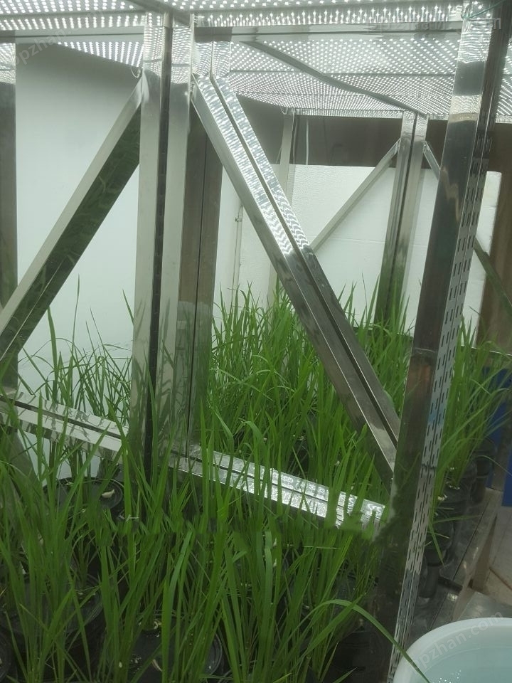 人工气候室-水稻培养室型
